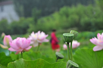 荷花园游玩