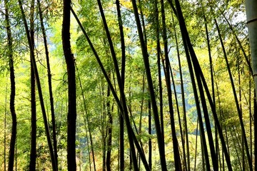 文成大会岭红枫古道