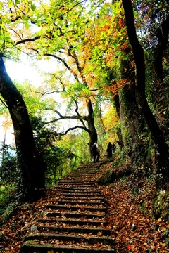 文成大会岭红枫古道