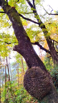 文成大会岭红枫古道