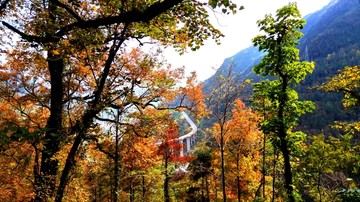 文成大会岭红枫古道