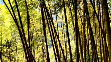 文成大会岭红枫古道