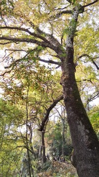 文成大会岭红枫古道