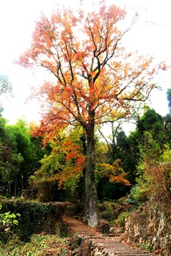 文成大会岭红枫古道