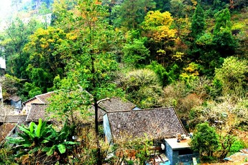 文成大会岭红枫古道