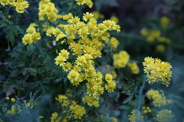 野菊花花丛