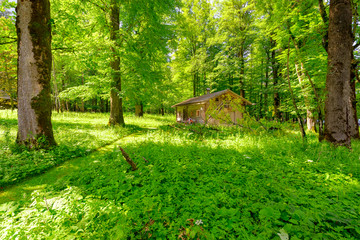 森林小屋