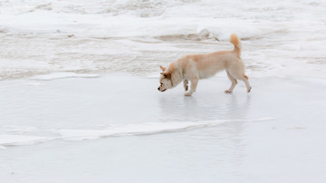 雪地狗