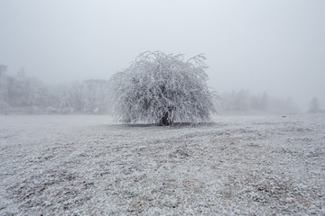 下雪时候的森林