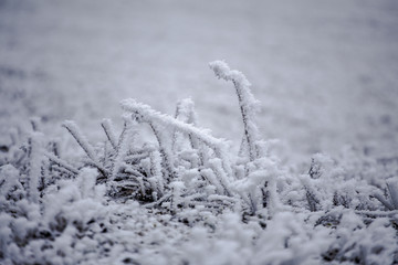 被大雪覆盖的灌木