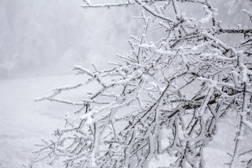 被大雪覆盖的树枝