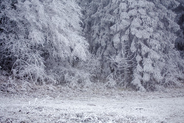 被大雪覆盖的树木