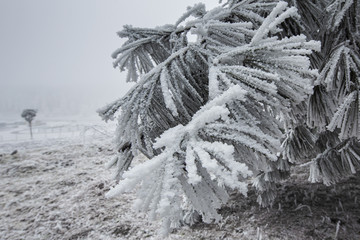 被雪冰封的植物