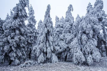 大雪覆盖的森林