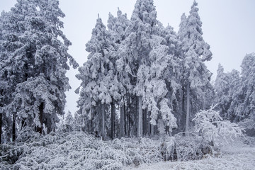 大雪覆盖下的森林