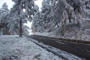 大雪覆盖的森林