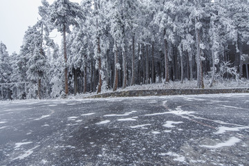 下雪时候的森林