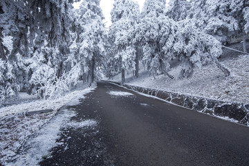 雪中的道路