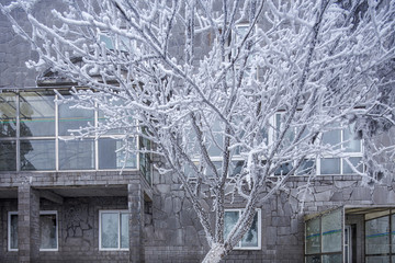 下雪的树枝