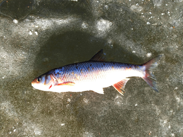 野生小鱼