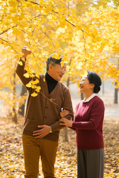 在银杏林散步的老年夫妻