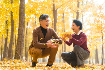 在银杏林散步的老年夫妻