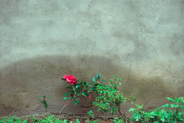 雨后墙角边的红色花朵