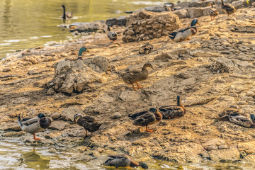 有一群野鸭在河滩上休息