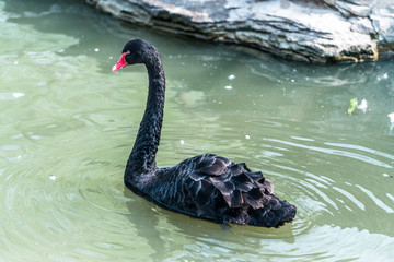 在已被污染的湖中游荡的黑天鹅