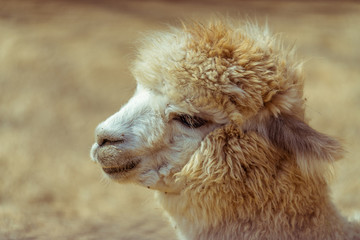 动物园里毛发浓密的骆驼特写