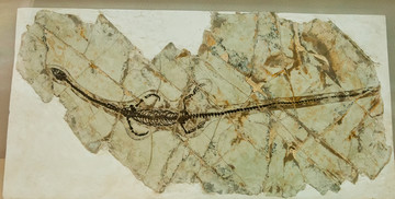 哈密博物馆古化石