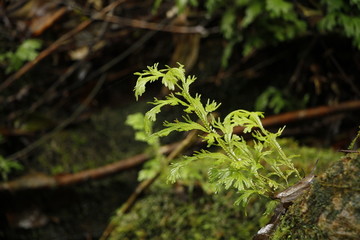 盆景野草