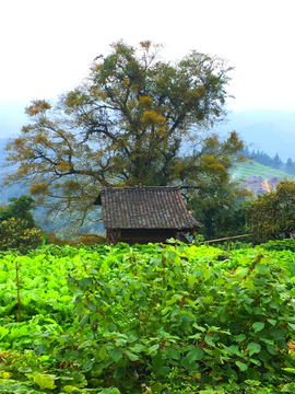 美丽山村