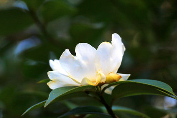 油茶花开