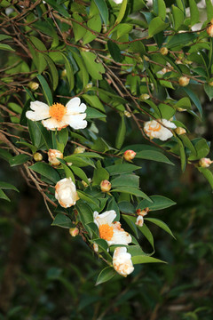 油茶花