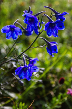 驼梁山花草随拍