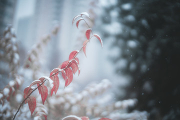 高清雪景