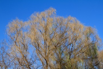 树枝蓝天