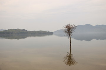 寂寞红杉