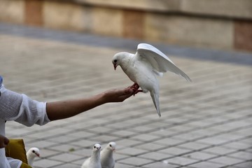 鸽子