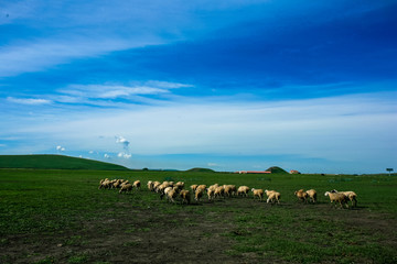 退化的草原羊群