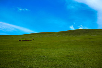 草原奔跑的马群