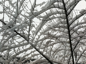 积雪的树枝