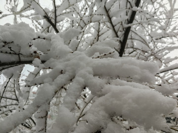 大雪压树枝