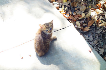 狸花猫幼猫