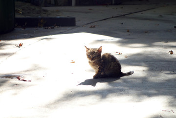 狸花猫幼猫