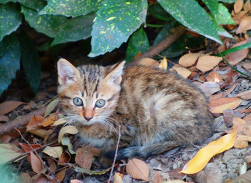 狸花猫幼猫