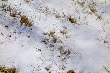 雪中的荒草