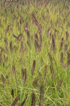 紫色狗尾巴草草丛