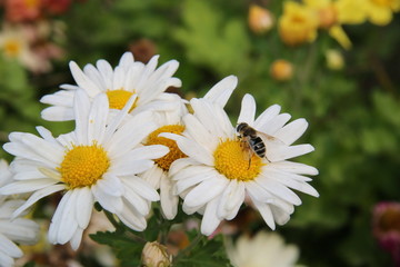 蜜蜂白菊花